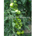 AT201 Saduoli good disease resistant quality seeds tomato